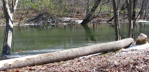 beaver lodge